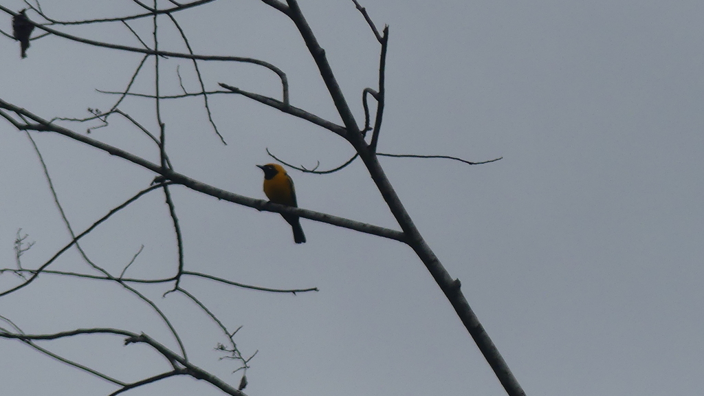 Golden Monarch (Carterornis chrysomela)