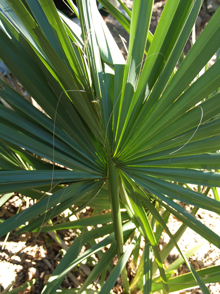 Sabal tamaulipensis