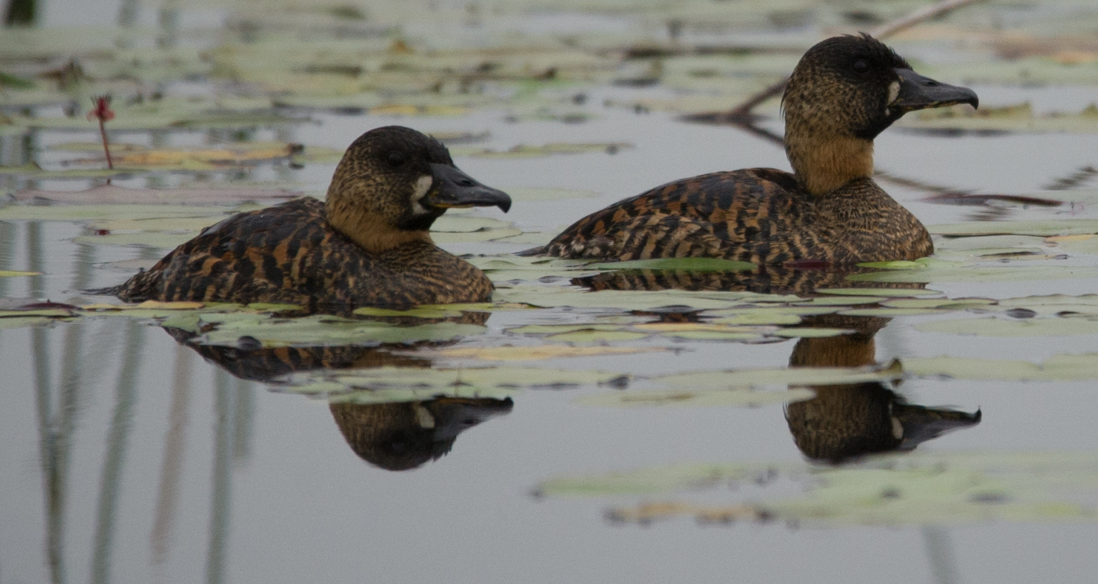 White-backed Duck (Thalassornis leuconotus)