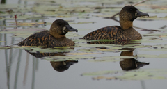 Thalassornis leuconotus