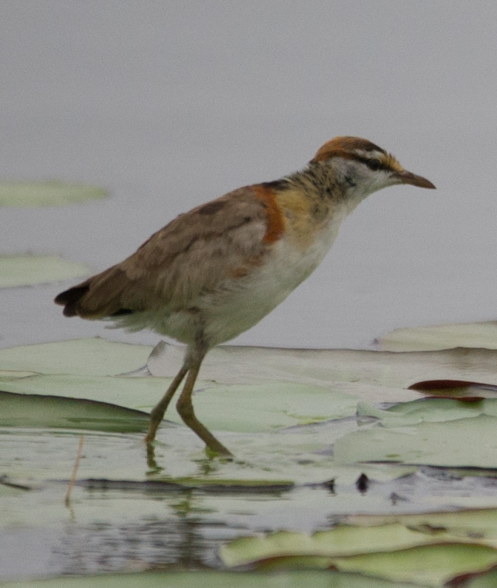Lesser Jacana illustration
