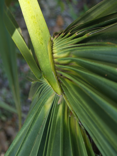 Dwarf Palmetto