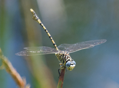 Ictinogomphus dundoensis