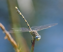 Ictinogomphus dundoensis