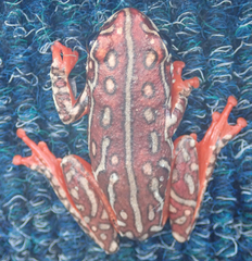 Hyperolius parallelus