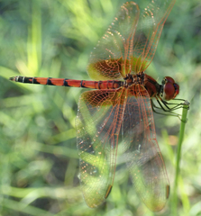 Trithemis monardi