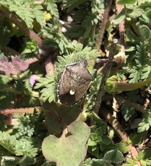 Holcostethus albipes