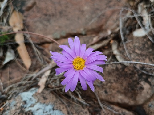 Fringed Daisy Bush (Olearia ciliata)