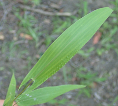 Setaria sagittifolia image