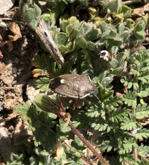 Holcostethus albipes