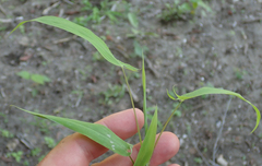 Setaria sagittifolia image