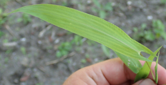 Setaria sagittifolia image