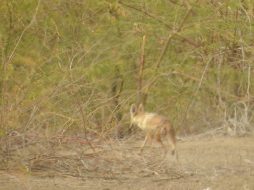 African Wolf