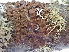 Melanohalea septentrionalis