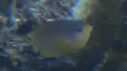 Amboina Damselfish