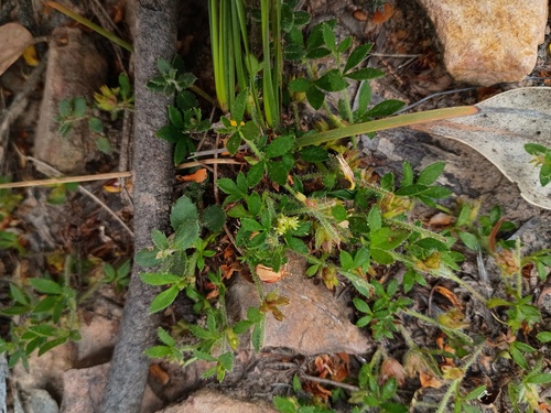 southern xanthosia (Xanthosia tasmanica)