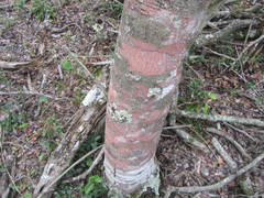 Mystroxylon aethiopicum