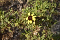 Encelia ventorum