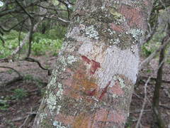 Mystroxylon aethiopicum