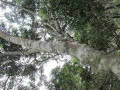 Mystroxylon aethiopicum