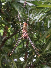 Trichonephila clavipes