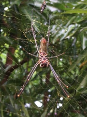 Trichonephila clavipes