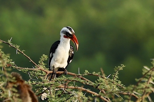 Von der Decken's Hornbill