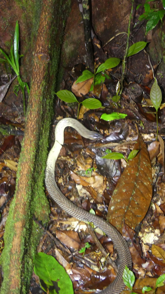 Ikaheka Snake (Micropechis ikaheca)