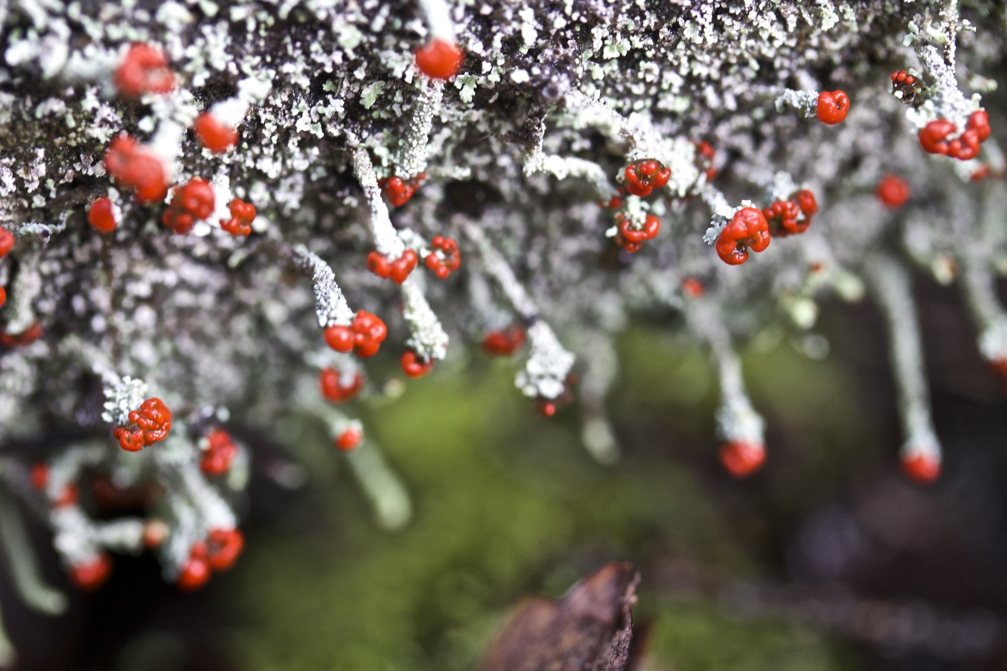 Cladonia macilenta image