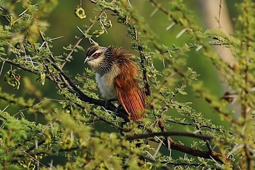 White-browed Coucal