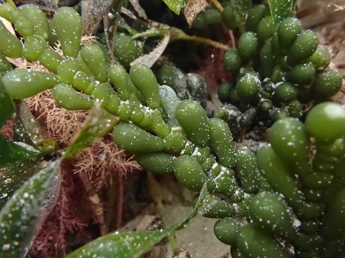 Cactus caulerpa (Caulerpa cactoides)