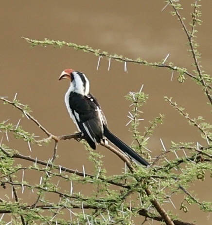 Von der Decken's Hornbill