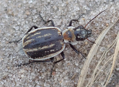 Graphipterus dolosus