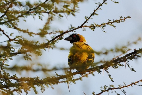 Village Weaver