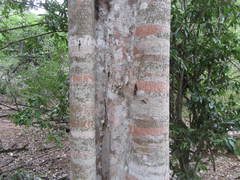 Mystroxylon aethiopicum