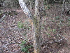 Ochna arborea