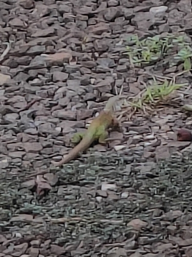 Giant Ameiva