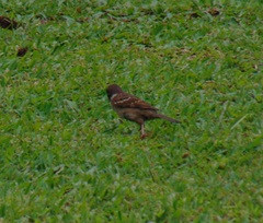 Passer montanus