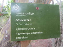 Ochna arborea