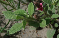 Indigofera flavicans image