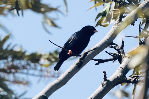 Village Indigobird
