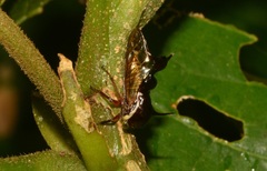 Heteronotus