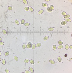 Pilobolus crystallinus