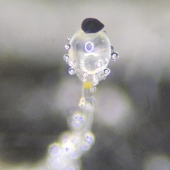 Pilobolus crystallinus