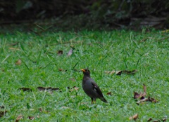 Acridotheres javanicus