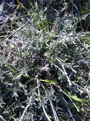 Convolvulus lanuginosus
