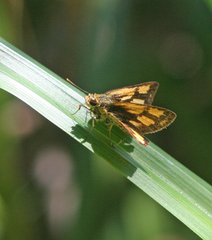 Ampittia dioscorides camertes