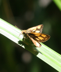 Ampittia dioscorides camertes