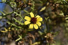 Encelia ventorum