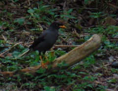 Acridotheres javanicus